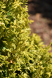 Soft Serve Gold Falsecypress (Chamaecyparis pisifera 'FARROWCGMS') at Stonegate Gardens