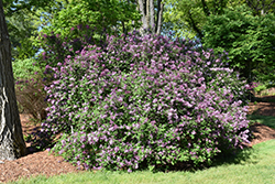 Red Pixie Lilac (Syringa 'Red Pixie') at A Very Successful Garden Center