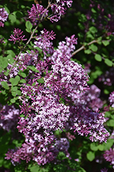 Red Pixie Lilac (Syringa 'Red Pixie') at A Very Successful Garden Center