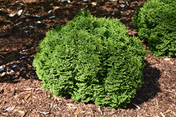 Tater Tot Arborvitae (Thuja occidentalis 'SMNTOBAB') at A Very Successful Garden Center