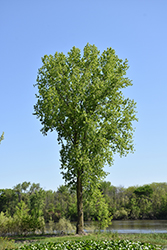 Black Poplar (Populus trichocarpa) at A Very Successful Garden Center