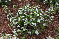 Low Scape Mound Aronia (Aronia melanocarpa 'UCONNAM165') at A Very Successful Garden Center