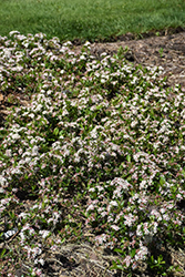 Ground Hug Aronia (Aronia melanocarpa 'UCONNAM012') at Stonegate Gardens