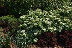 Wabi Sabi Doublefile Viburnum (Viburnum plicatum 'SMVPTFD') at Stonegate Gardens