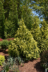 Techny Gold Arborvitae (Thuja occidentalis 'Walter Brown') at Stonegate Gardens