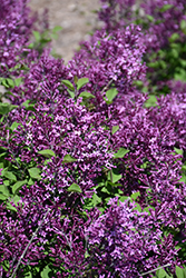 Bloomerang Dark Purple Lilac (Syringa 'SMSJBP7') at Stonegate Gardens