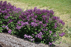 Bloomerang Dark Purple Lilac (Syringa 'SMSJBP7') at Stonegate Gardens