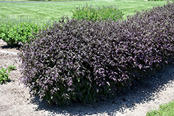 Serious Black Ground Clematis (Clematis recta 'Lime Close') at A Very Successful Garden Center