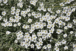 Silver Carpet Snow-In-Summer (Cerastium tomentosum 'Silver Carpet') at A Very Successful Garden Center