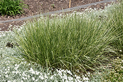 Variegated Reed Grass (Calamagrostis x acutiflora 'Overdam') at A Very Successful Garden Center