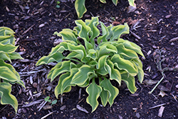 Wrinkle in Time Hosta (Hosta 'Wrinkle in Time') at A Very Successful Garden Center