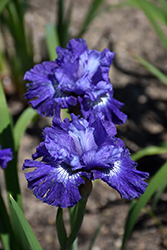 Blueberry Fair Siberian Iris (Iris sibirica 'Blueberry Fair') at A Very Successful Garden Center