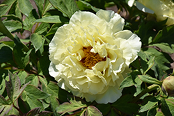 High Noon Tree Peony (Paeonia suffruticosa 'High Noon') at A Very Successful Garden Center