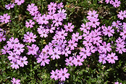 Rocky Road Pink Phlox (Phlox 'Rocky Road Pink') at A Very Successful Garden Center