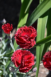 Pretty Poppers Electric Red Pinks (Dianthus 'Electric Red') at Lakeshore Garden Centres