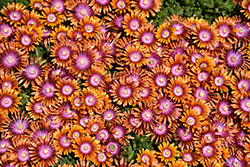 Fire Spinner Ice Plant (Delosperma 'Fire Spinner') at A Very Successful Garden Center