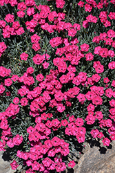 Paint The Town Red Pinks (Dianthus 'Paint The Town Red') at Lakeshore Garden Centres