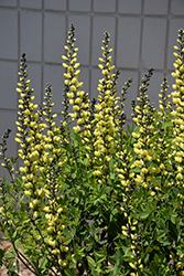 American Goldfinch False Indigo (Baptisia 'American Goldfinch') at A Very Successful Garden Center