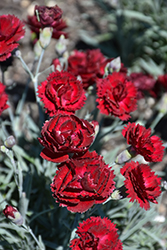 Pretty Poppers Electric Red Pinks (Dianthus 'Electric Red') at A Very Successful Garden Center