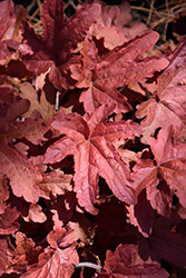 Fun and Games Red Rover Foamy Bells (Heucherella 'Red Rover') at A Very Successful Garden Center