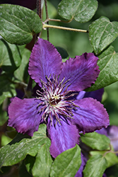 Honora Clematis (Clematis 'Honora') at Lakeshore Garden Centres