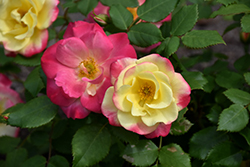 Campfire Rose (Rosa 'Campfire') at A Very Successful Garden Center