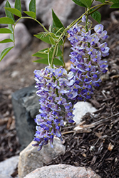 Blue Moon Wisteria (Wisteria macrostachya 'Blue Moon') at The Mustard Seed