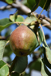 Cold Snap Pear (Pyrus communis 'Cold Snap') at Lakeshore Garden Centres