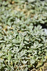 Silver Carpet Snow-In-Summer (Cerastium tomentosum 'Silver Carpet') at Lakeshore Garden Centres