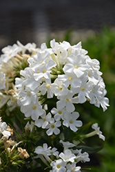 Early White Garden Phlox (Phlox paniculata 'Early White') at A Very Successful Garden Center