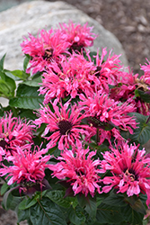 Cranberry Lace Beebalm (Monarda 'Cranberry Lace') at A Very Successful Garden Center