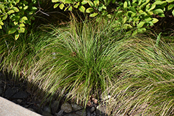 White-tinged Sedge (Carex albicans) at Stonegate Gardens