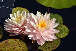 Awesome Hardy Water Lily (Nymphaea 'Awesome') at A Very Successful Garden Center
