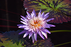 Foxfire Tropical Water Lily (Nymphaea 'Foxfire') at Lakeshore Garden Centres