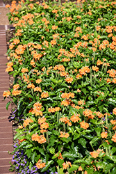 Orange Marmalade Firecracker Plant (Crossandra infundibuliformis 'Orange Marmalade') at A Very Successful Garden Center
