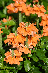 Orange Marmalade Firecracker Plant (Crossandra infundibuliformis 'Orange Marmalade') at A Very Successful Garden Center