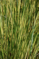 Gold Strike Common Rush (Juncus effusus 'Gold Strike') at A Very Successful Garden Center