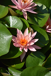 Peach Glow Hardy Water Lily (Nymphaea 'Peach Glow') at Lakeshore Garden Centres