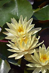 Cliff Tiffany Hardy Water Lily (Nymphaea 'Cliff Tiffany') at A Very Successful Garden Center