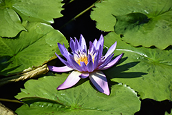 Midnight Tropical Water Lily (Nymphaea 'Midnight') at Lakeshore Garden Centres
