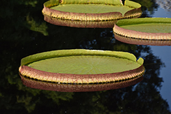 Santa Cruz Tropical Water Lily (Victoria cruziana) at A Very Successful Garden Center