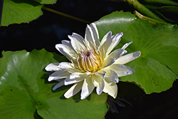 Moonbeam Tropical Water Lily (Nymphaea 'Moonbeam') at Lakeshore Garden Centres