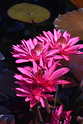 Rojjana Ubol Tropical Water Lily (Nymphaea 'Rojjana Ubol') at A Very Successful Garden Center