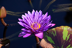 Tanzanite Tropical Water Lily (Nymphaea 'Tanzanite') at A Very Successful Garden Center