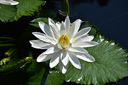 Missouri Tropical Water Lily (Nymphaea 'Missouri') at Lakeshore Garden Centres