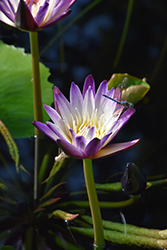 Purple Joy Tropical Water Lily (Nymphaea 'Purple Joy') at A Very Successful Garden Center