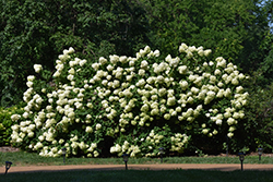 Limelight Hydrangea (Hydrangea paniculata 'Limelight') at Green Thumb Garden Centre