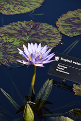 Bagdad Tropical Water Lily (Nymphaea 'Bagdad') at A Very Successful Garden Center