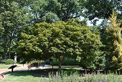 Trompenburg Japanese Maple (Acer palmatum 'Trompenburg') at A Very Successful Garden Center