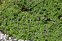 Russian Oregano (Origanum vulgare ssp. gracile) at A Very Successful Garden Center